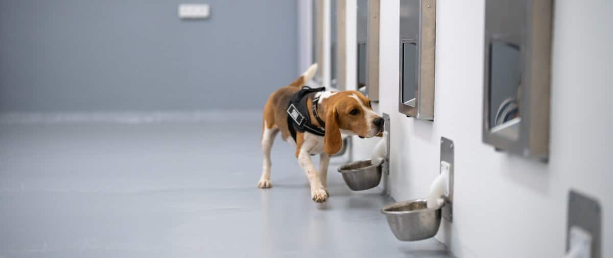 初创企业战场公司Spotit利用训练有素的犬只与人工智能技术检测常见癌症