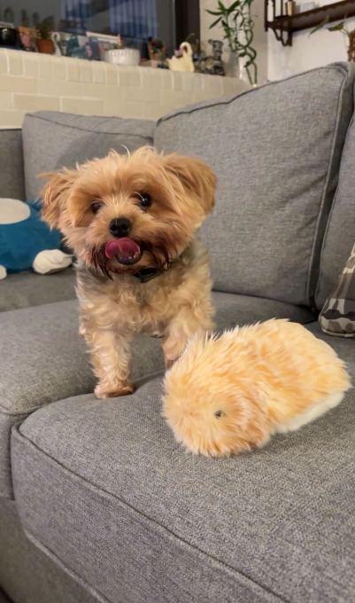 我与售价430美元的AI宠物Casio Moflin共同生活了一个月。